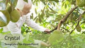  Presentation with durian - Slide deck enhanced with asian farmer checking on durian background and a yellow colored foreground