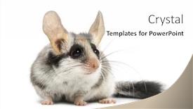  Presentation with garden - Cool new presentation theme with asian-garden-dormouse-eliomys-melanurus backdrop and a white colored foreground