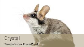  Presentation with garden - Slides featuring asian-garden-dormouse-eliomys-melanurus background and a coral colored foreground