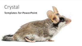  Presentation with garden - Theme featuring asian-garden-dormouse-eliomys-melanurus background and a white colored foreground