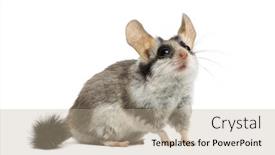  Presentation with garden - Slides having asian-garden-dormouse-eliomys-melanurus background and a mint green colored foreground