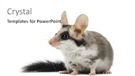  Presentation with garden - Beautiful theme featuring asian-garden-dormouse-eliomys-melanurus backdrop and a white colored foreground