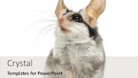  Presentation with garden - Amazing PPT layouts having asian-garden-dormouse-eliomys-melanurus backdrop and a mint green colored foreground