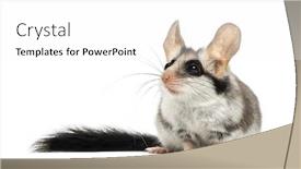  Presentation with garden - Slides having asian-garden-dormouse-eliomys-melanurus background and a white colored foreground