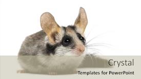  Presentation with garden - Slide deck featuring asian-garden-dormouse-eliomys-melanurus background and a mint green colored foreground