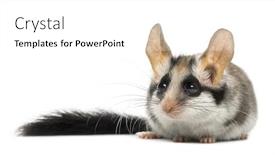  Presentation with garden - Beautiful PPT theme featuring asian-garden-dormouse-eliomys-melanurus backdrop and a white colored foreground