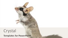  Presentation with garden - PPT layouts consisting of asian-garden-dormouse-on-hind background and a soft green colored foreground