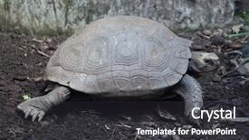  Presentation with tortoise - Beautiful presentation design featuring asian giant tortoise manouria emys backdrop and a dark gray colored foreground