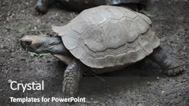  Presentation with tortoise - Slide set consisting of asian giant tortoise manouria emys background and a dark gray colored foreground