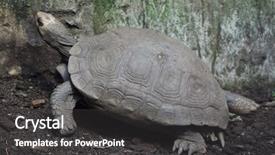  Presentation with tortoise - Slide set with asian giant tortoise manouria emys background and a dark gray colored foreground