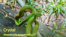  Presentation with green tree - Theme consisting of asian green pit viper snake background and a tawny brown colored foreground