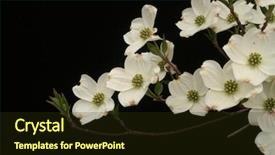  Presentation with dogwood - PPT theme enhanced with asian inspired dogwood on black background and a wine colored foreground