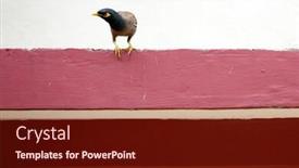  Presentation with concrete - Audience pleasing slide deck consisting of asian-mynah-bird-posing backdrop and a tawny brown colored foreground
