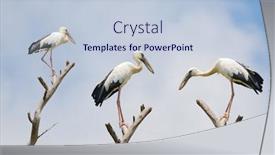  Presentation with asia - PPT theme featuring asian-openbill-stork-large-wading background and a lemonade colored foreground