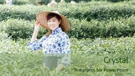  Presentation with tea plantation - Colorful slides enhanced with asian pretty tea-picking girl backdrop and a seafoam green colored foreground