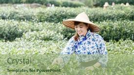  Presentation with tea plantation - Presentation theme having asian-pretty-tea-picking-girl background and a mint green colored foreground