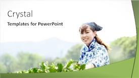  Presentation with tea plantation - PPT layouts featuring asian pretty tea-picking girl in plantation background and a white colored foreground