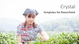  Presentation with tea plantation - Cool new slides with asian pretty tea-picking girl in plantation backdrop and a white colored foreground