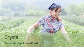  Presentation with tea plantation - PPT theme with asian pretty tea-picking girl in plantation background and a mint green colored foreground