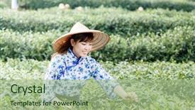  Presentation with tea plantation - Amazing slide deck having asian pretty tea-picking girl in plantation backdrop and a mint green colored foreground