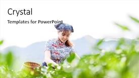  Presentation with tea plantation - PPT layouts enhanced with asian pretty tea-picking girl in plantation background and a white colored foreground