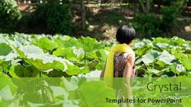  Presentation with lotus - Beautiful slide deck featuring asian-traveler-woman-walk backdrop and a  colored foreground