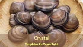  Presentation with venus - PPT theme having asian-venus-clam-cyclina-sinensis background and a tawny brown colored foreground