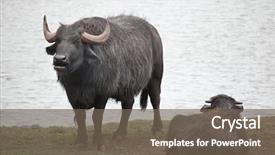  Presentation with water life - Colorful presentation enhanced with asian water buffalo bubalus bubalis wild life animal backdrop and a tawny brown colored foreground