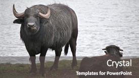  Presentation with water life - Colorful theme enhanced with asian water buffalo bubalus bubalis wild life animal backdrop and a dark gray colored foreground