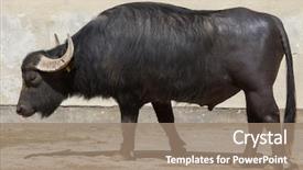  Presentation with domestic animal - PPT theme enhanced with asian water buffalo bubalus bubalis background and a coral colored foreground