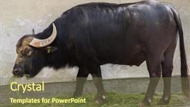  Presentation with domestic animal - Audience pleasing slide set consisting of also known as the domestic backdrop and a violet colored foreground