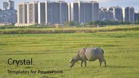  Presentation with pasture - Slide set featuring pasture in the china background and a gold colored foreground