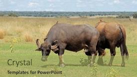  Presentation with water - Presentation theme enhanced with asian-water-buffaloes-bubalus-bubalis background and a  colored foreground