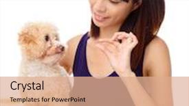  Presentation with poodle - PPT theme consisting of asian woman feeding poodle background and a coral colored foreground