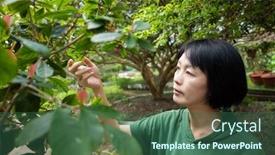  Presentation with look - Colorful presentation theme enhanced with asian woman look at the leaves on trees in the garden backdrop and a ocean colored foreground