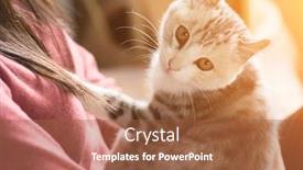  Presentation with play - Colorful presentation theme enhanced with asian woman play with her kitten at home backdrop and a red colored foreground