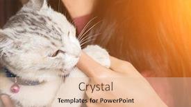  Presentation with play - PPT theme consisting of asian woman play with her kitten at home background and a lemonade colored foreground