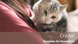  Presentation with play - Cool new theme with asian woman play with her kitten at home backdrop and a violet colored foreground