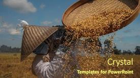  Presentation with rice field - Cool new PPT theme with asian-women-sifts-rice backdrop and a tawny brown colored foreground