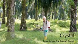  Presentation with palm oil - Beautiful PPT theme featuring asian worker is poisoning weeds backdrop and a yellow colored foreground