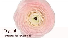  Presentation with pastel - Cool new PPT theme with asiatic - pastel peach ranunculus isolated backdrop and a lemonade colored foreground
