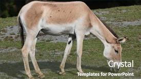  Presentation with animal - Beautiful PPT theme featuring asiatic - turkmenian kulan equus hemionus kulan backdrop and a tawny brown colored foreground
