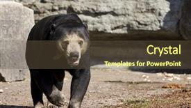  Presentation with black bear - Amazing presentation having asiatic black bear ursus thibetianus backdrop and a tawny brown colored foreground