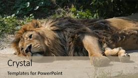  Presentation with lion - Amazing presentation having asiatic lion panthera leo persica backdrop and a coral colored foreground