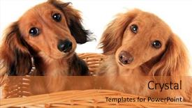  Presentation with dachshund - Amazing PPT layouts having asked them if they want backdrop and a red colored foreground