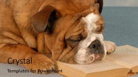  Presentation with english bulldog - Colorful PPT layouts enhanced with asleep over reading a book backdrop and a red colored foreground