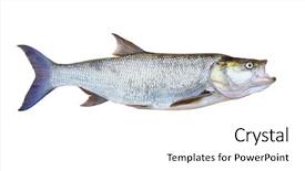  Presentation with animal carbohydrate nutrition - Audience pleasing presentation theme consisting of asp fish - aspius animal isolated backdrop and a white colored foreground