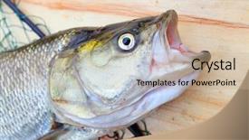  Presentation with fishing - Colorful presentation design enhanced with asp fish - aspius aspius fishing backdrop and a  colored foreground