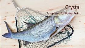  Presentation with fishing - PPT layouts enhanced with asp fish - aspius aspius fishing background and a  colored foreground