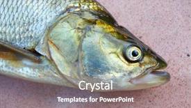  Presentation with fishing - Slide set consisting of asp fish - aspius aspius fishing background and a gray colored foreground